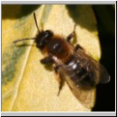 Andrena bicolor - Sandbiene w02.jpg
